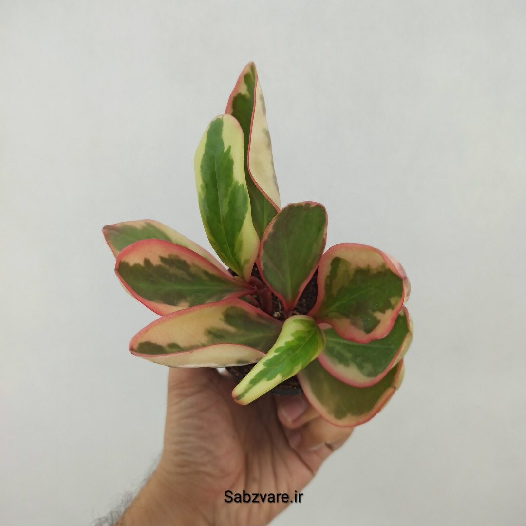 برگ قاشقی شرابی (K23884)