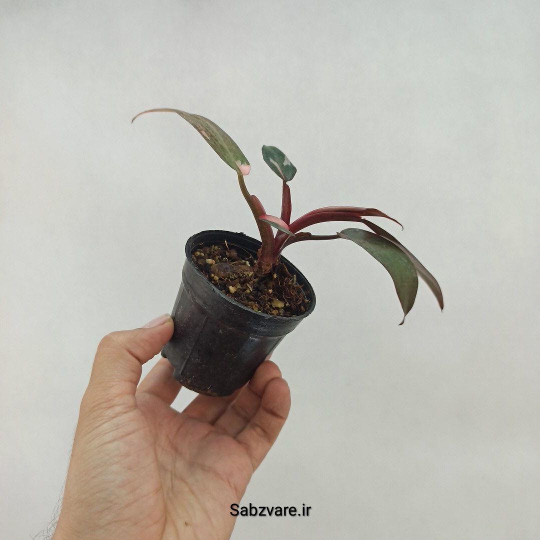 فیلودندرون پینک پرنسس (K23873) - Image 3