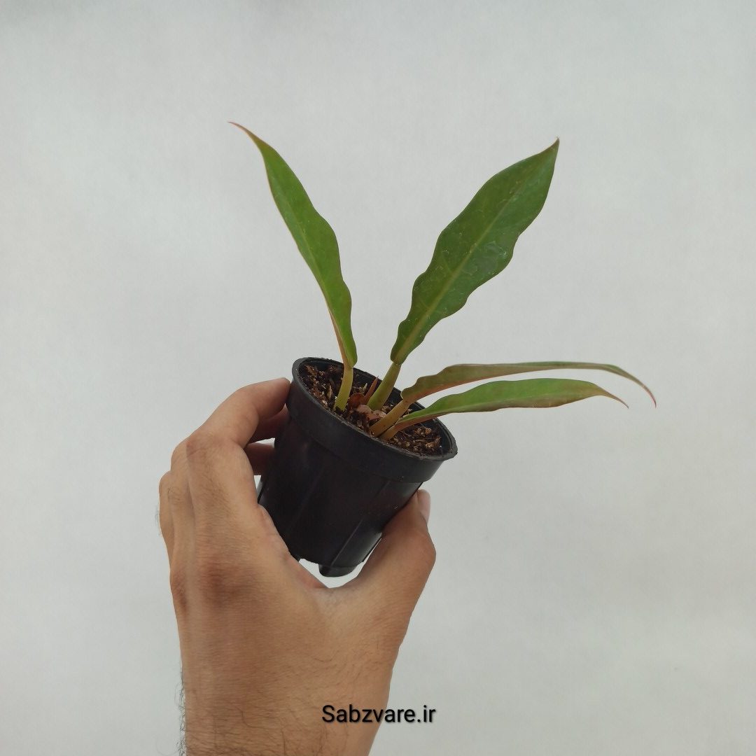 فیلودندرون کنگره سبز (J23868) - Image 3