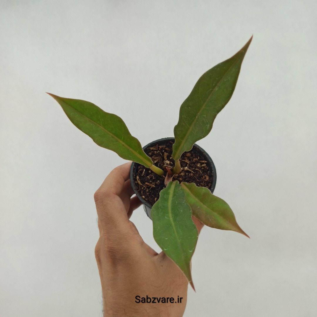 فیلودندرون کنگره سبز (J23868)