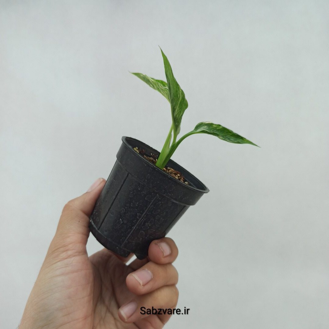 اسپاتی فیلوم ابلق چروک (J23866) - Image 3