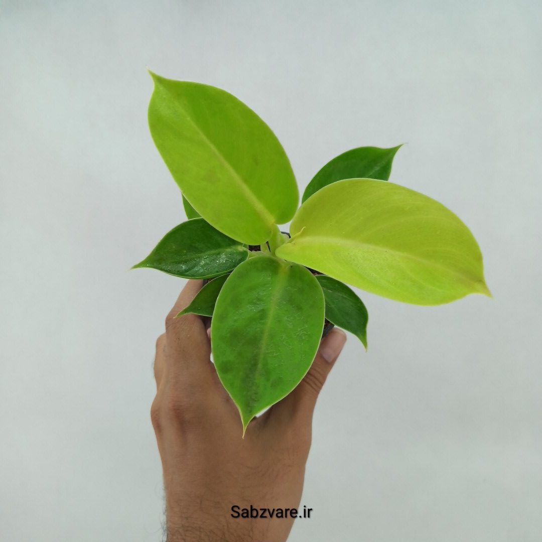 فیلودندرون لیمویی (J23856)