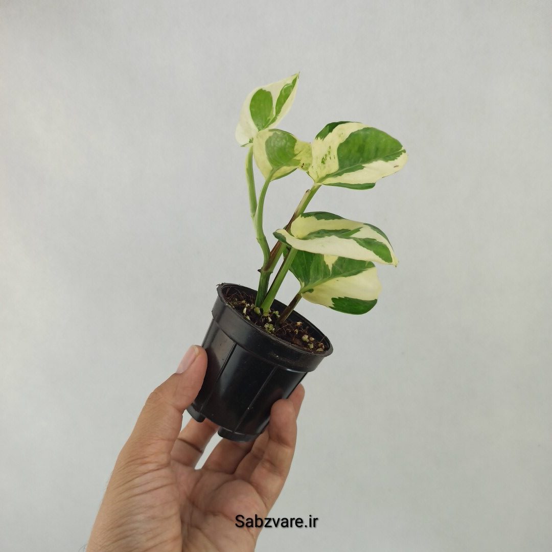 پتوس ارتشی (M23934) - Image 3