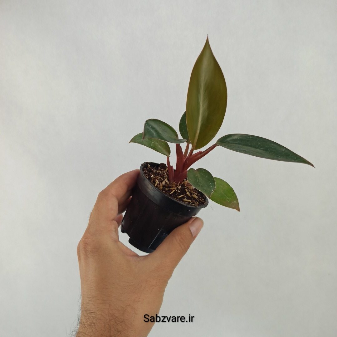 فیلودندرون رد بیوتی (M23933) - Image 3