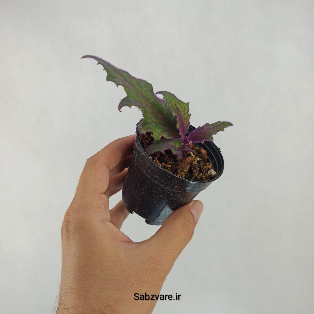 ژینورا یا شب تاب (M23927) - Image 2