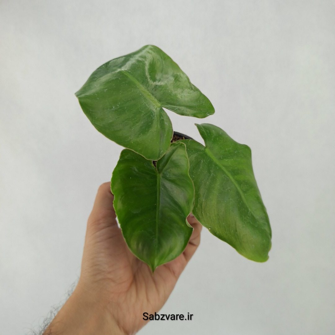 فیلودندرون برل مارکس (M23924)