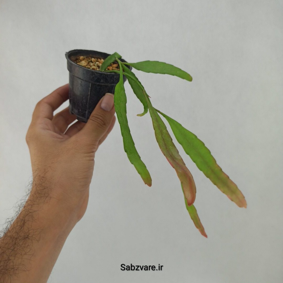 ریپسالیس رامولوسا (M23921) - Image 2