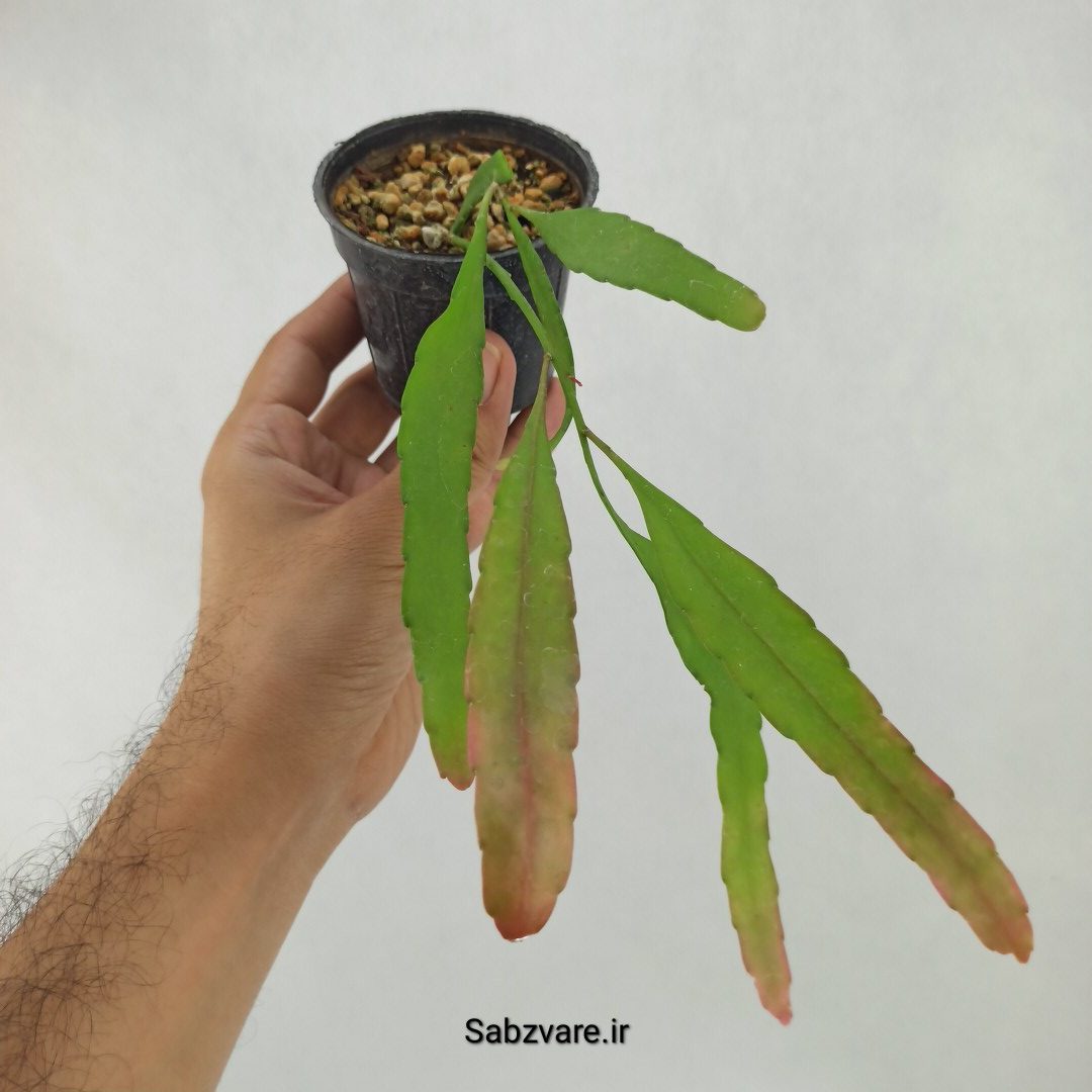 ریپسالیس رامولوسا (M23921)