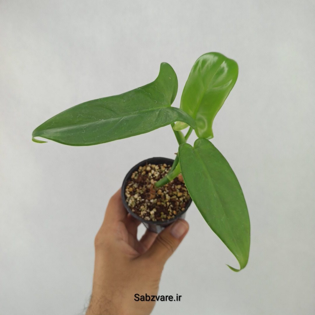 فیلودندرون برگ ویولونی (M23920)