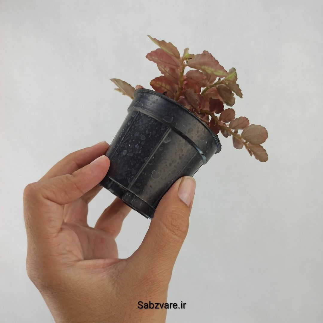 پلیونیا (M23918) - Image 3