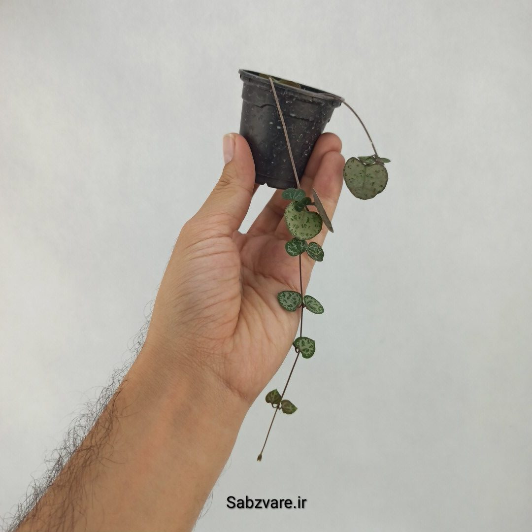 سروپژیا سبز (M23915) - Image 2