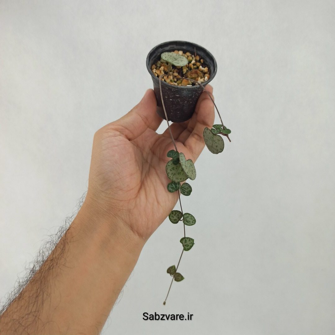 سروپژیا سبز (M23915)