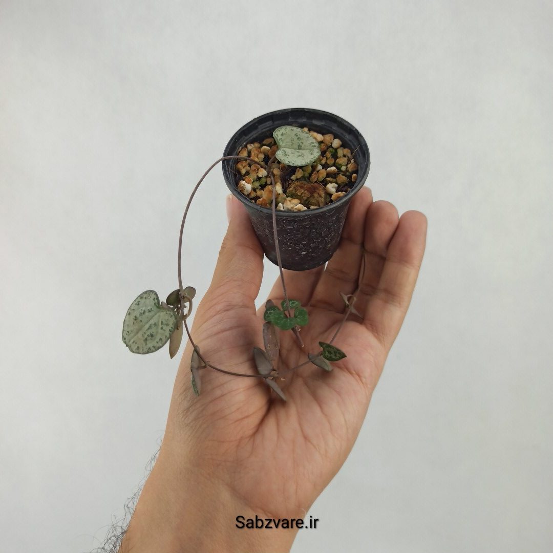سروپژیا سبز (M23915) - Image 3