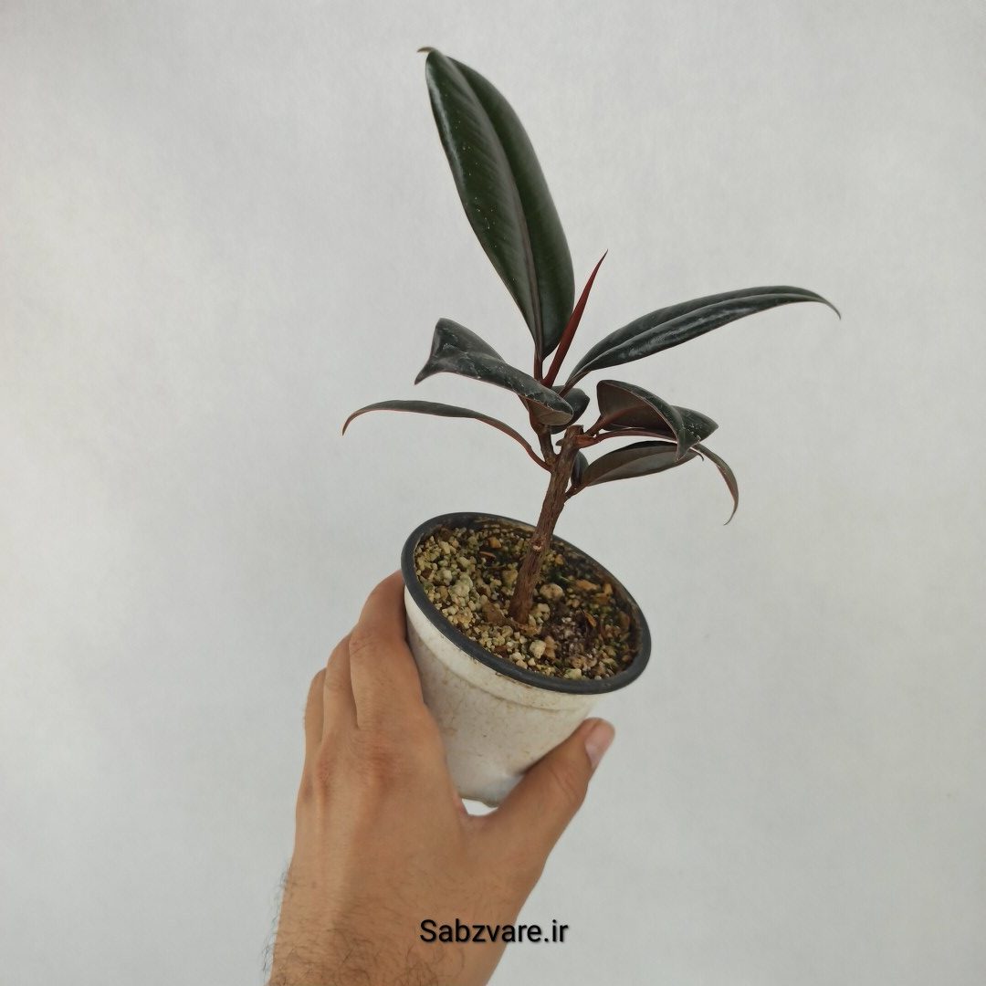 فیکوس سوپر بلک (2 شاخه) (L23914) - Image 3