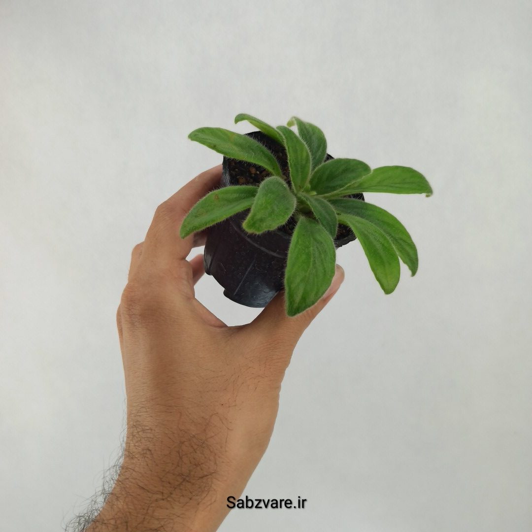 پریمولینا چیریتا (L23913) - Image 2