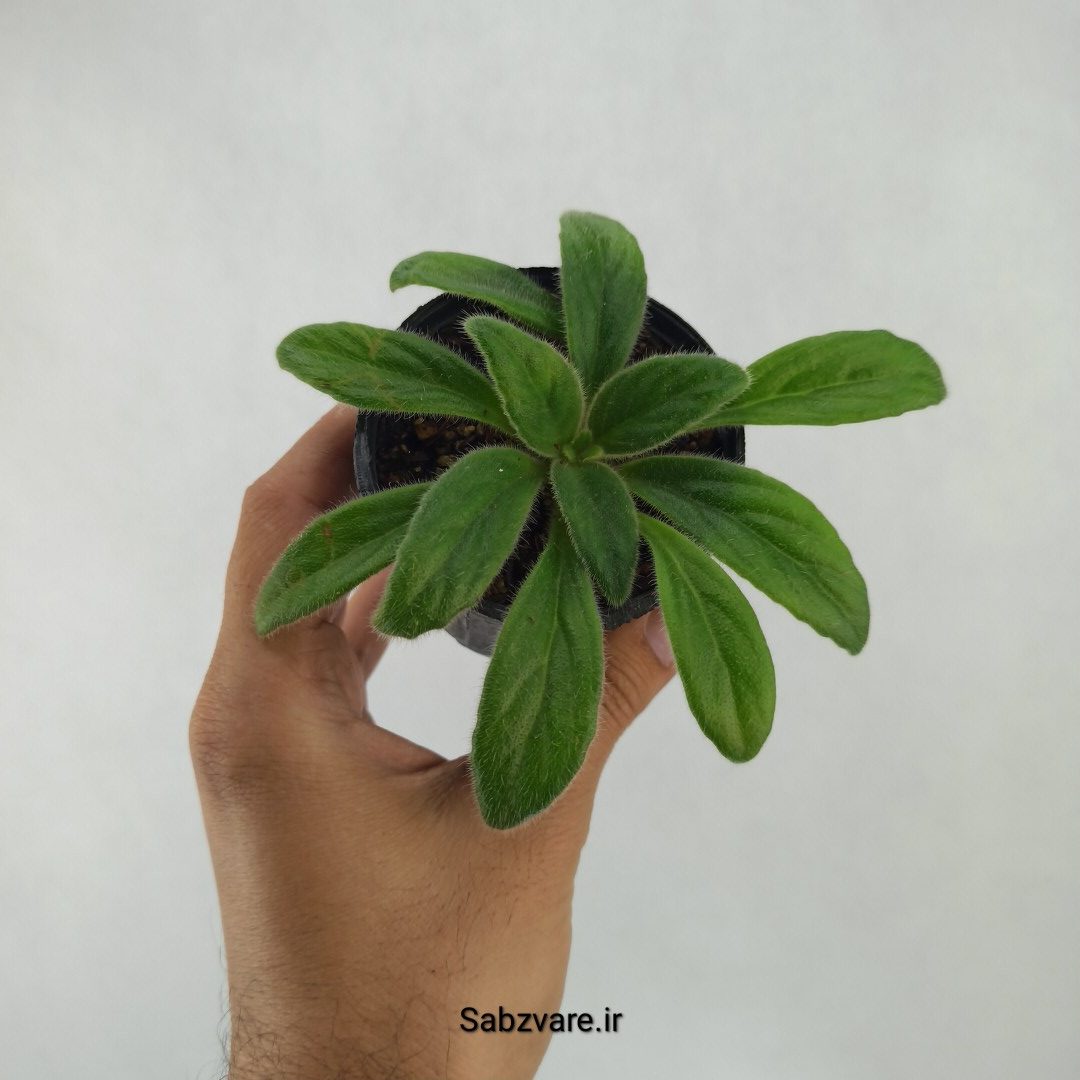پریمولینا چیریتا (L23913)