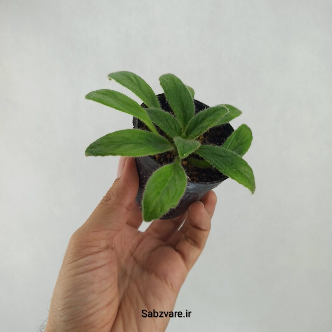 پریمولینا چیریتا (L23913) - Image 3