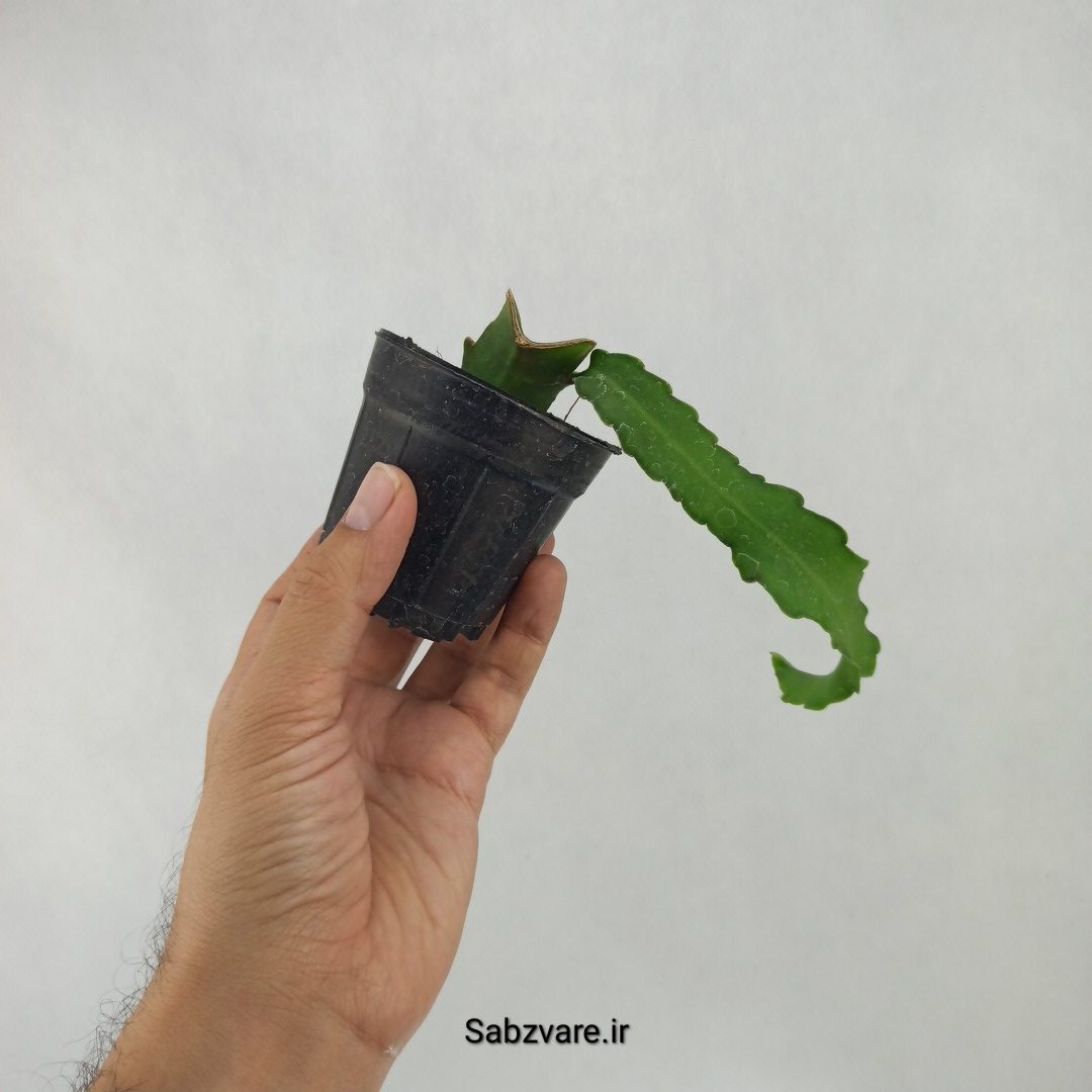اپیفیلوم پیچ (L23912) - Image 3