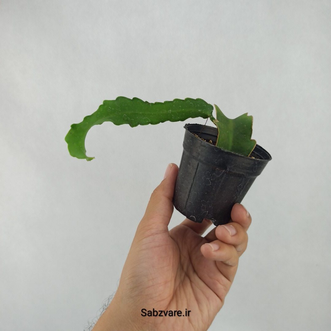 اپیفیلوم پیچ (L23912) - Image 2