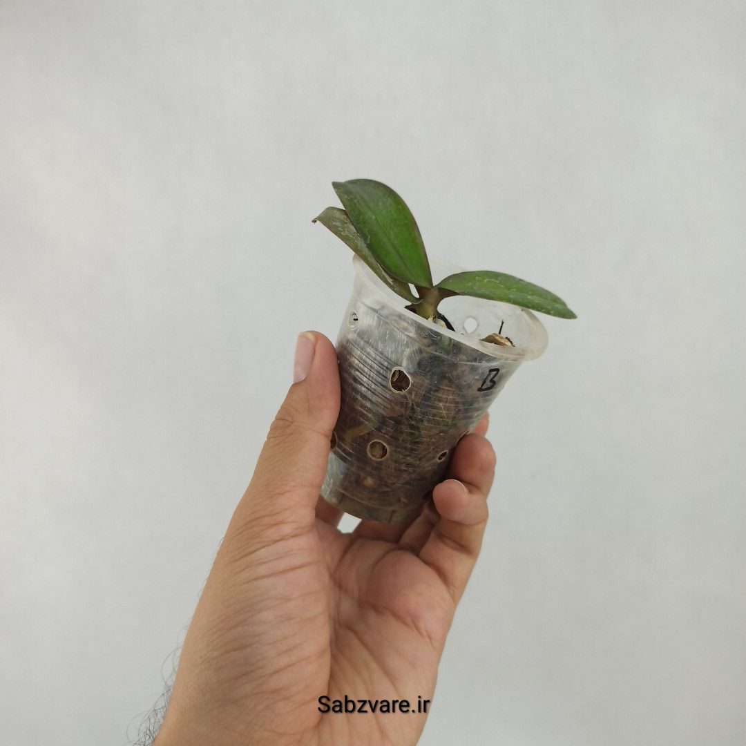 ارکیده فالانوپسیس (L23911) - Image 2
