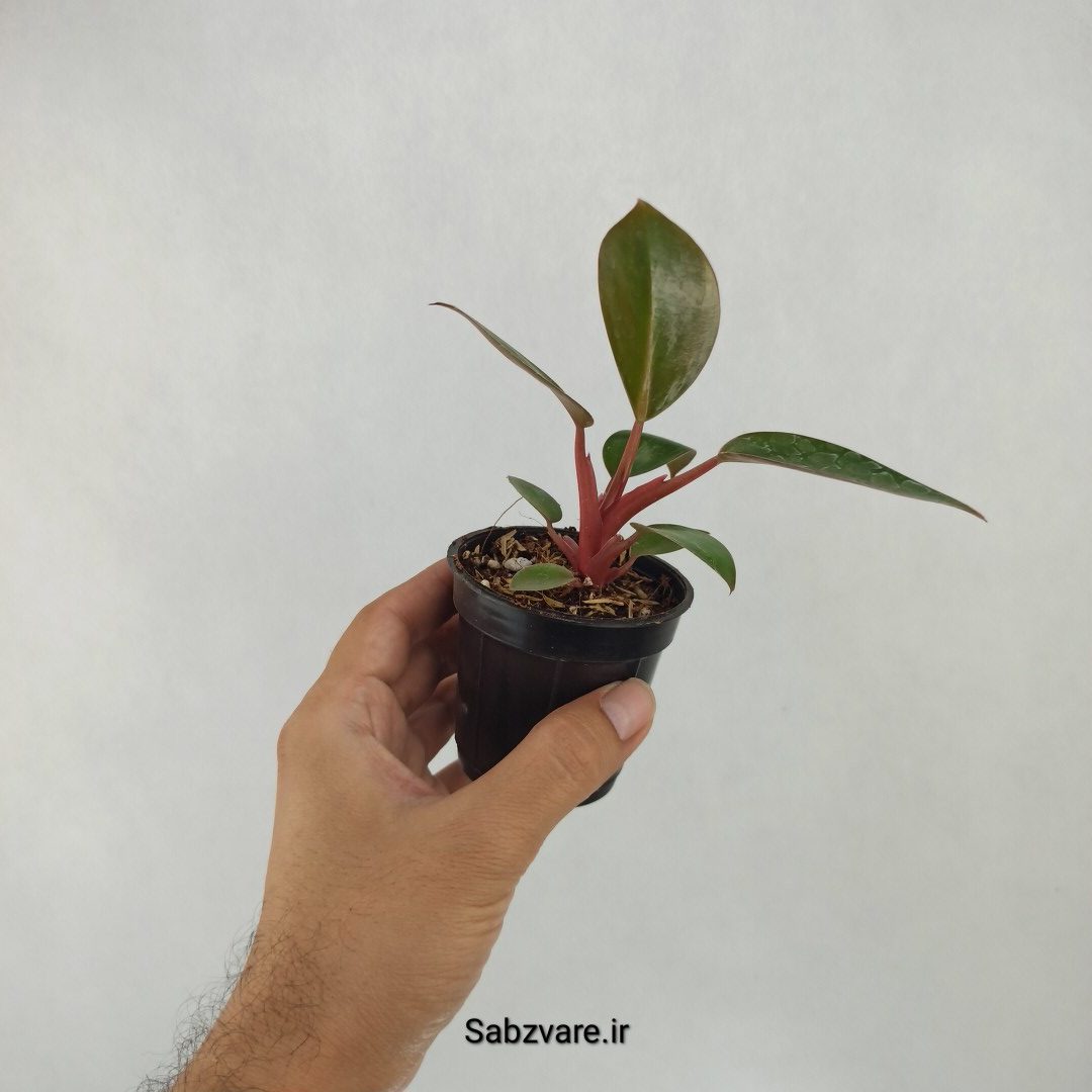 فیلودندرون رد بیوتی (L23910) - Image 2