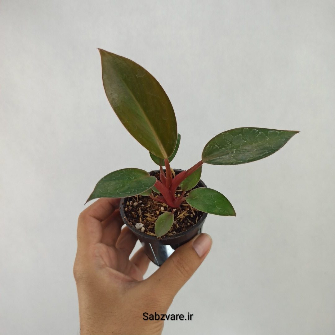 فیلودندرون رد بیوتی (L23910)
