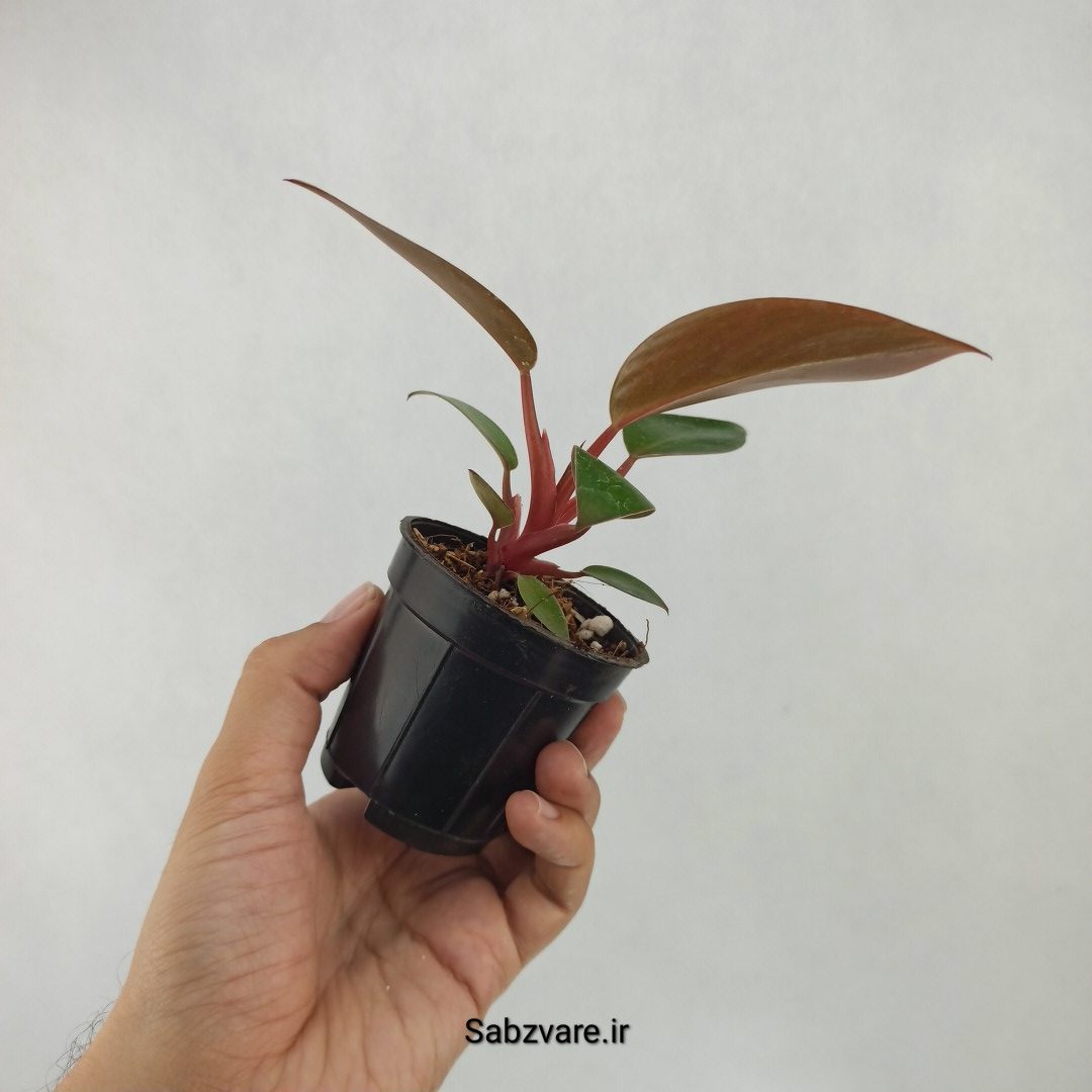 فیلودندرون رد بیوتی (L23910) - Image 3