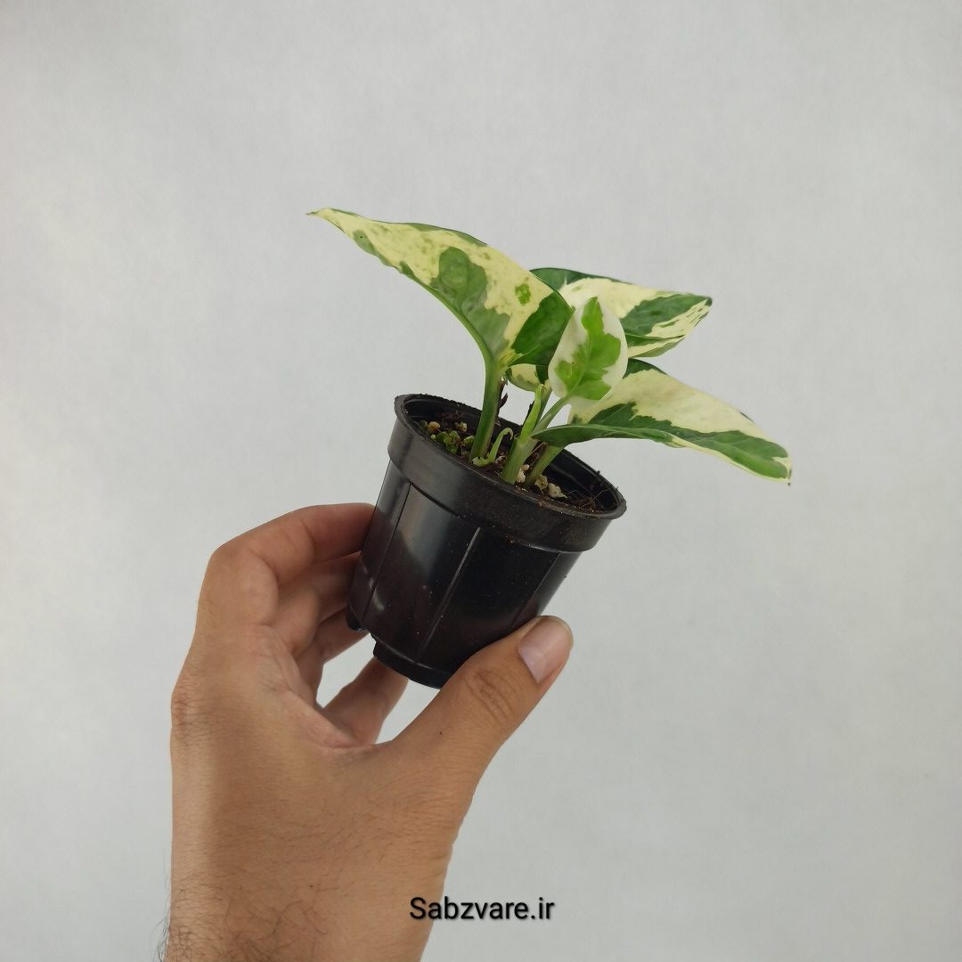 پتوس ارتشی (L23908) - Image 3