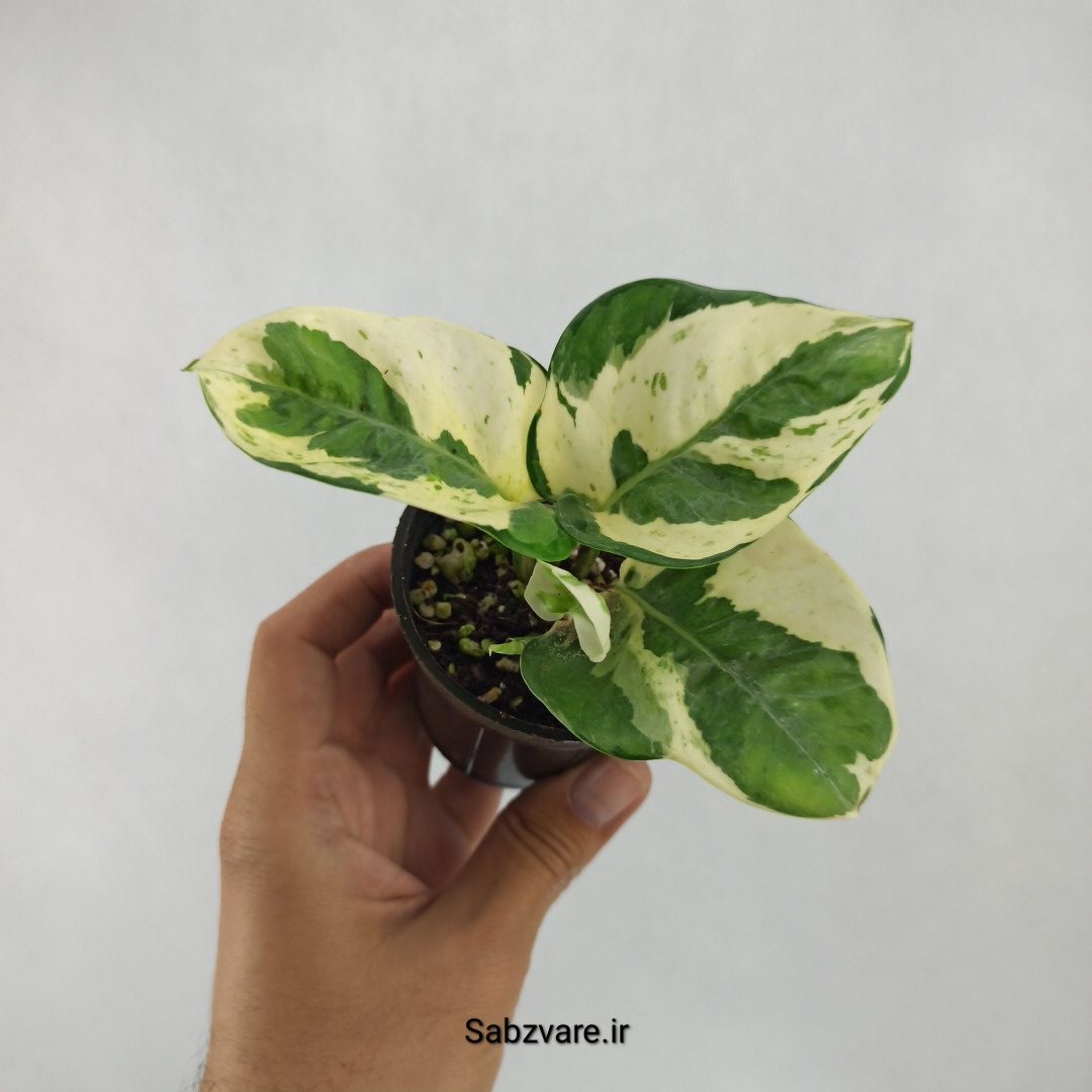 پتوس ارتشی (L23908)