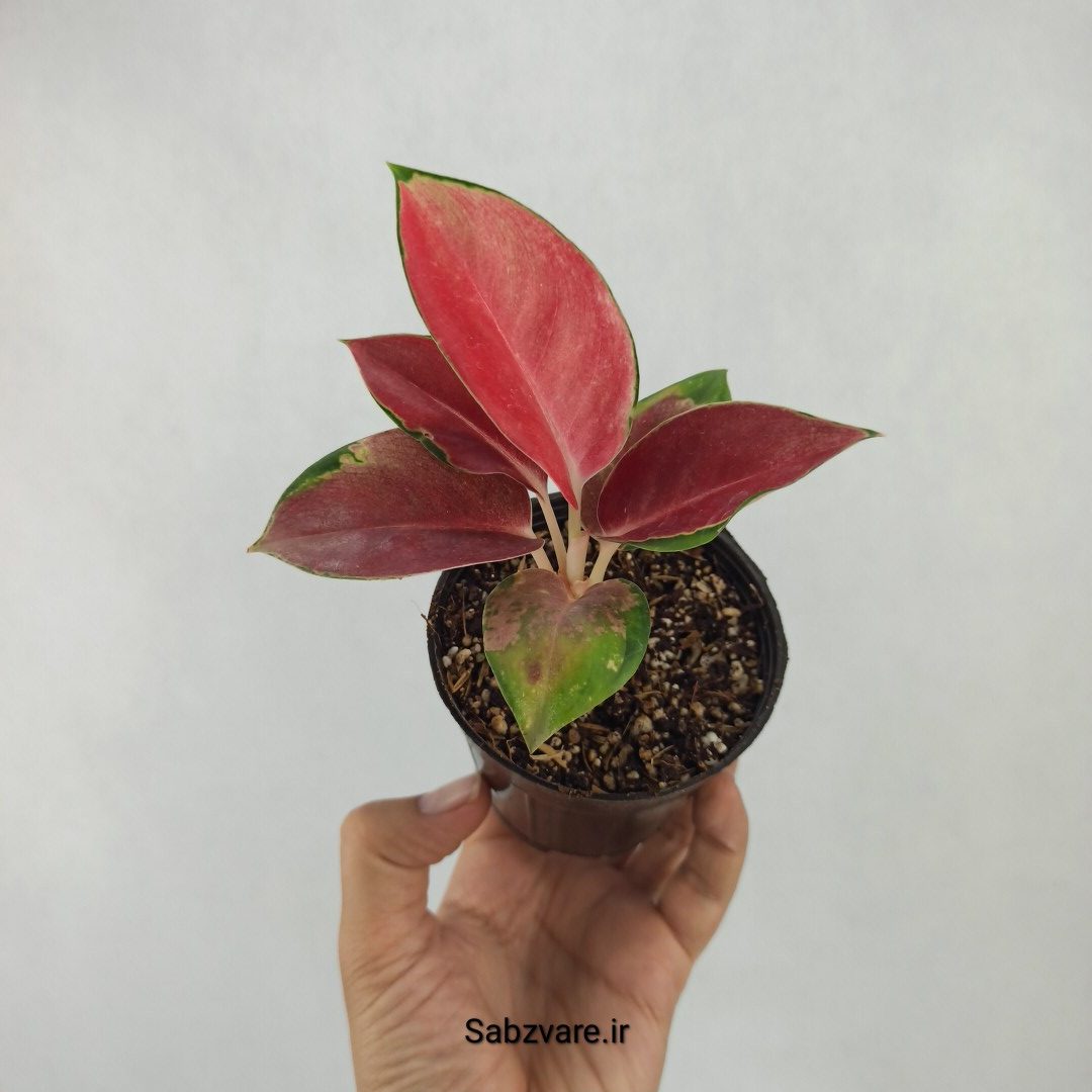 آگلونما رنگی (L23907)
