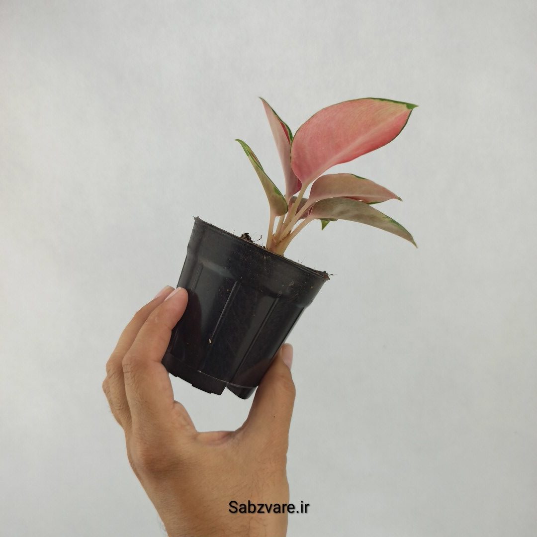 آگلونما رنگی (L23907) - Image 3