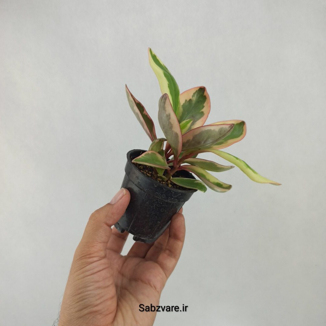 برگ قاشقی شرابی (L23906) - Image 2