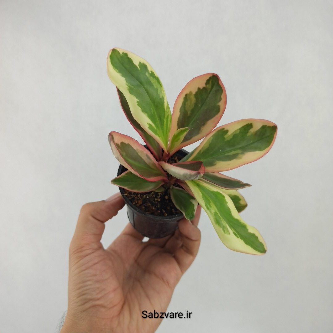 برگ قاشقی شرابی (L23906)