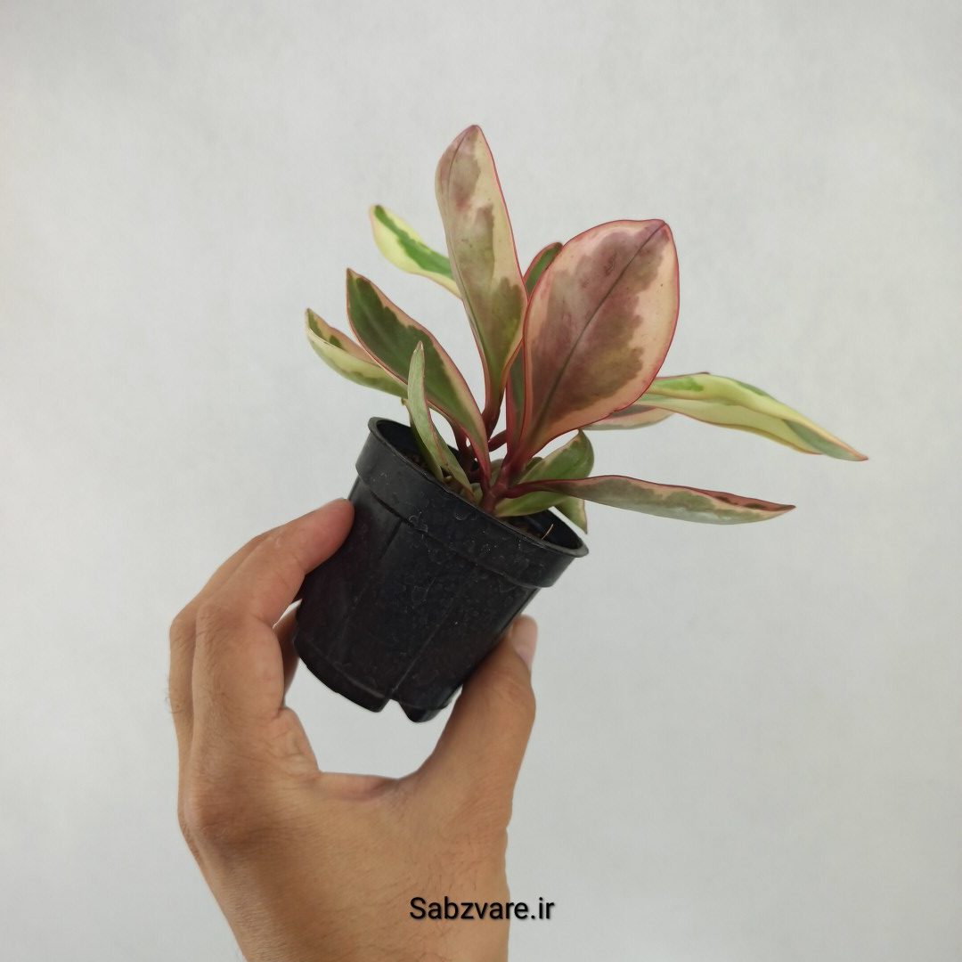 برگ قاشقی شرابی (L23906) - Image 3