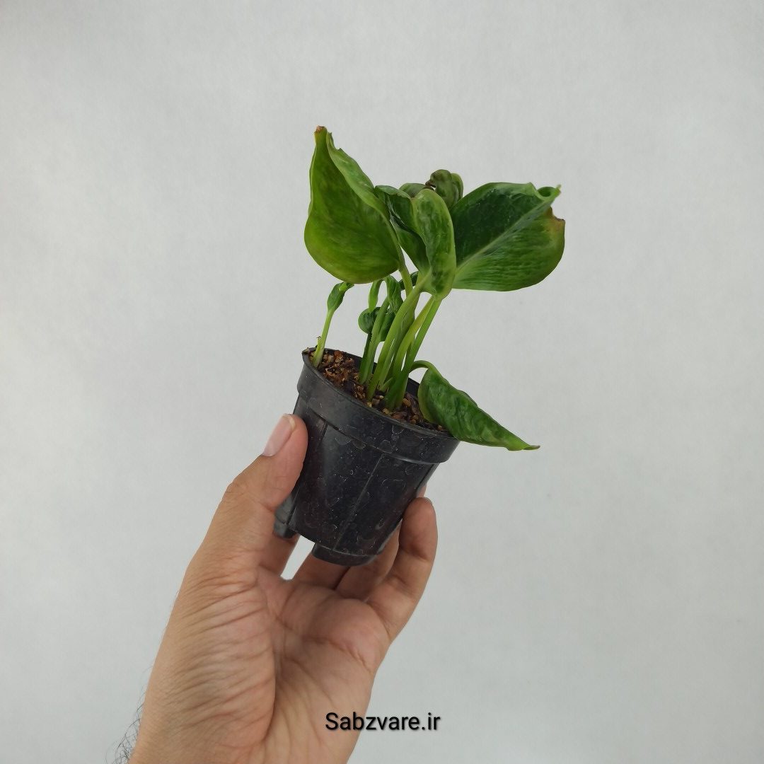 پتوس شانگریلا (L23903)