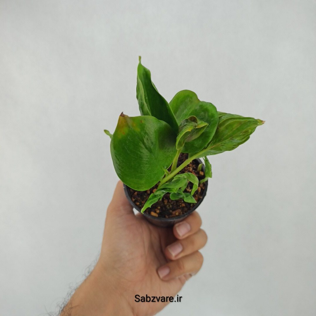 پتوس شانگریلا (L23903) - Image 3