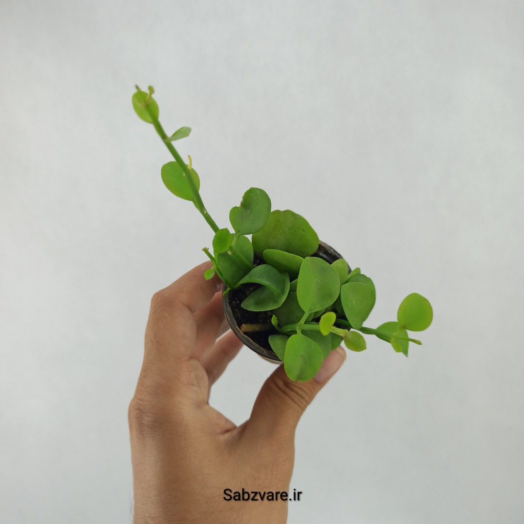 هویا دیسچیدیا گری (L23900)