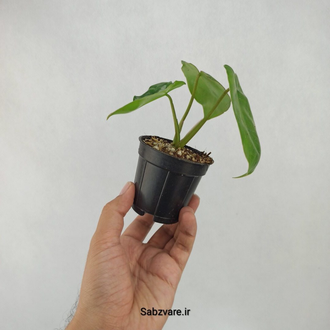 فیلودندرون برل مارکس (L23895) - Image 3