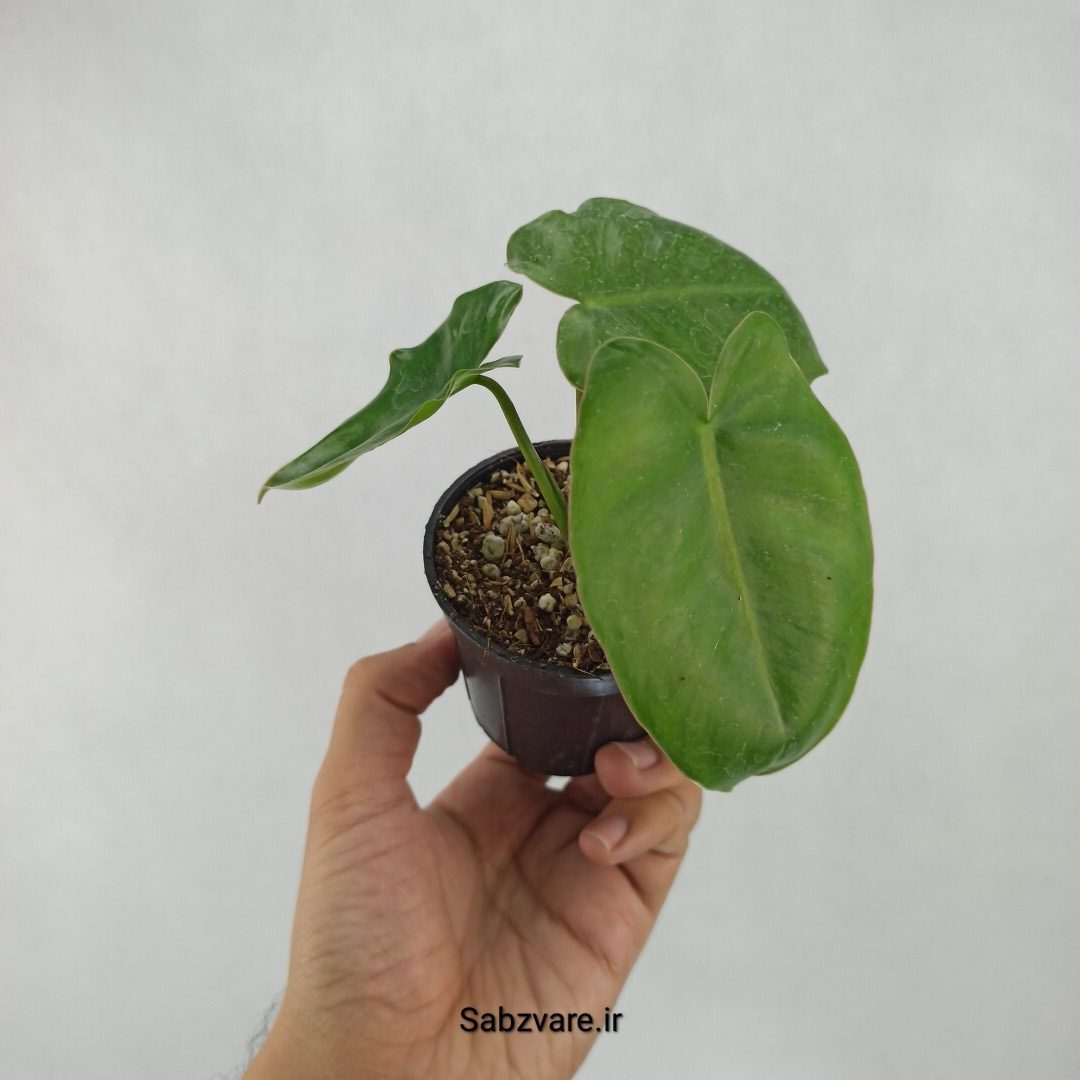 فیلودندرون برل مارکس (L23895)