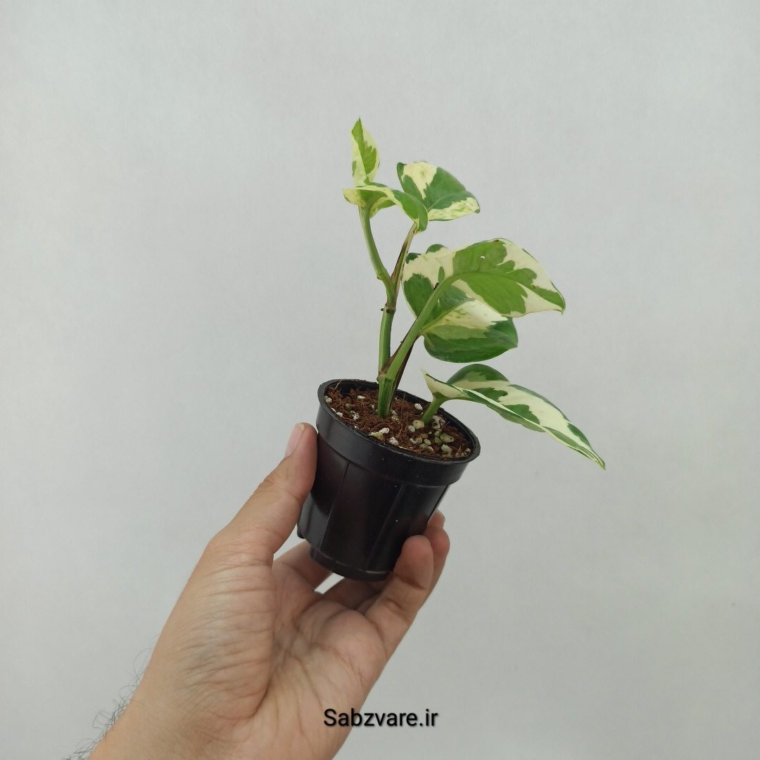 پتوس ارتشی (P23991) - Image 3