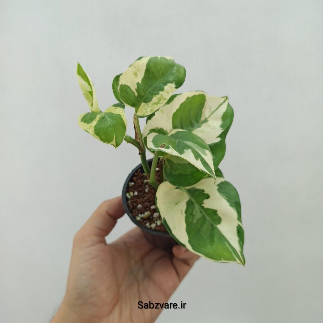 پتوس ارتشی (P23991)