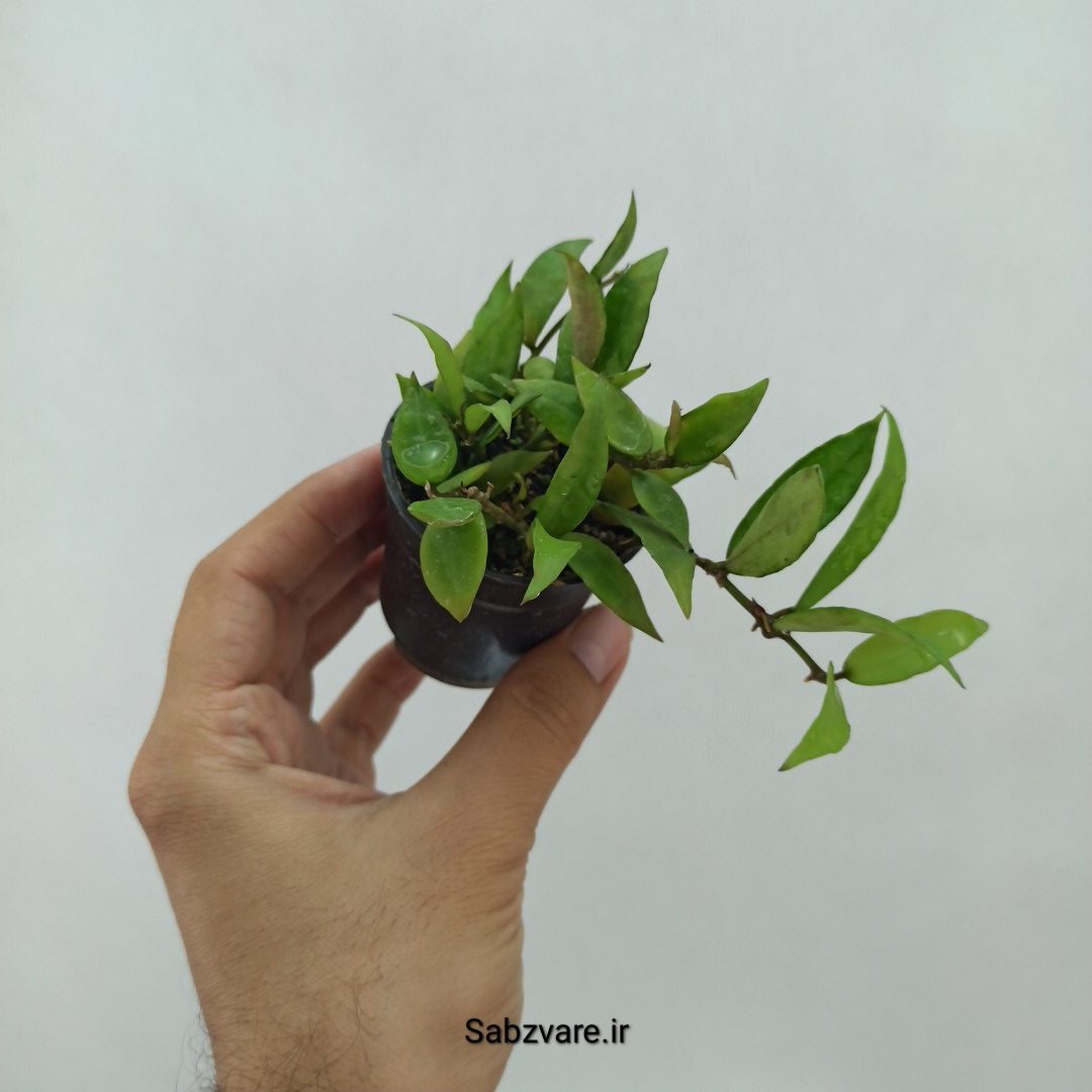 هویا لاکونزا (O23973) - Image 2