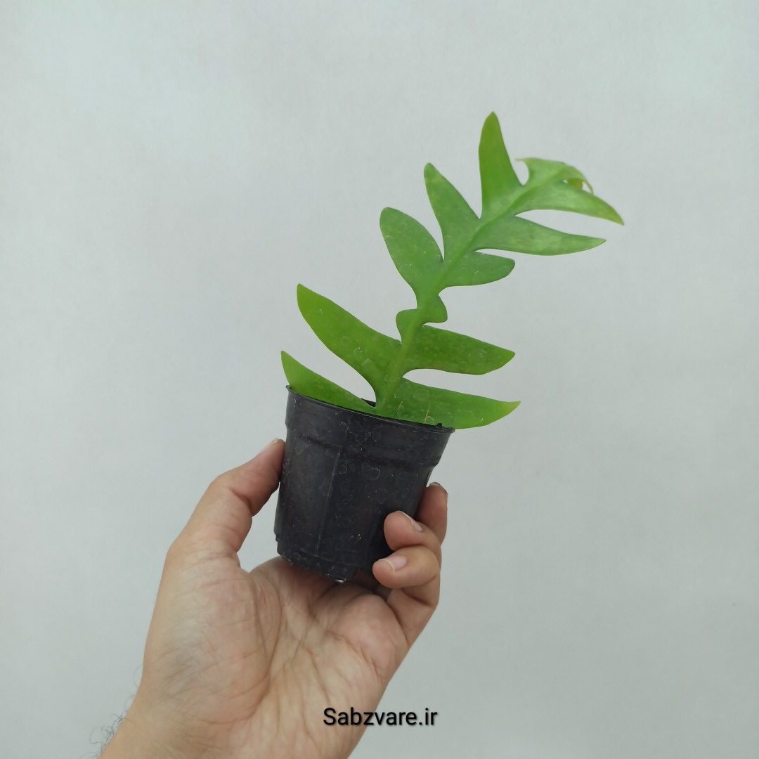 اپیفیلوم برگ سرخسی (O23972) - Image 3