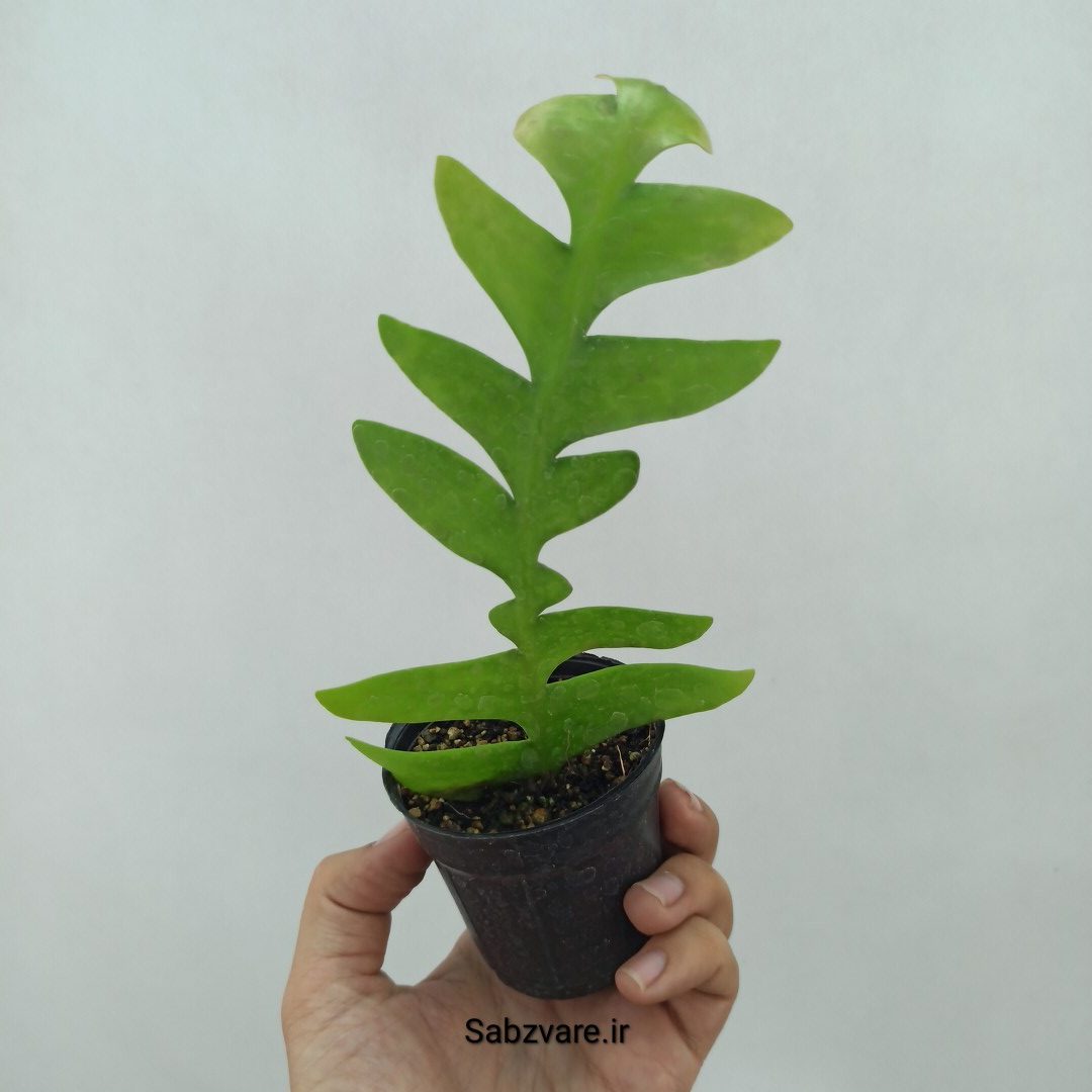اپیفیلوم برگ سرخسی (O23972)