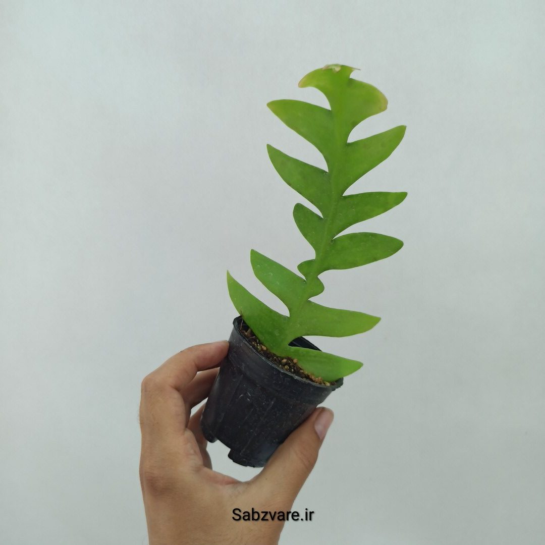 اپیفیلوم برگ سرخسی (O23972) - Image 2