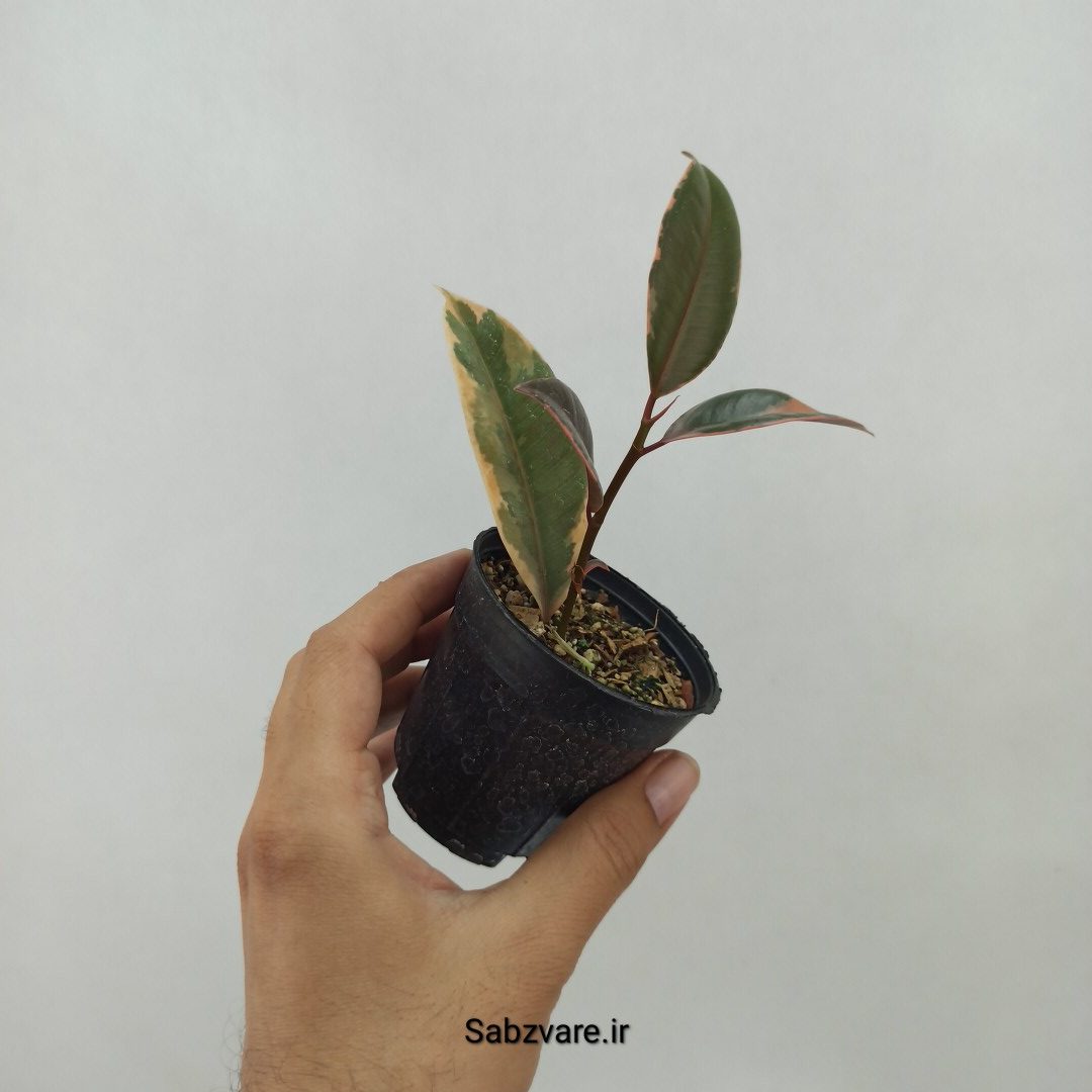 فیکوس شرابی (O23971) - Image 3