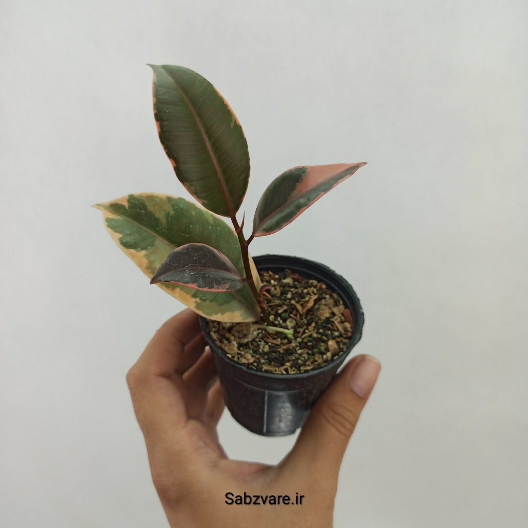 فیکوس شرابی (O23971)