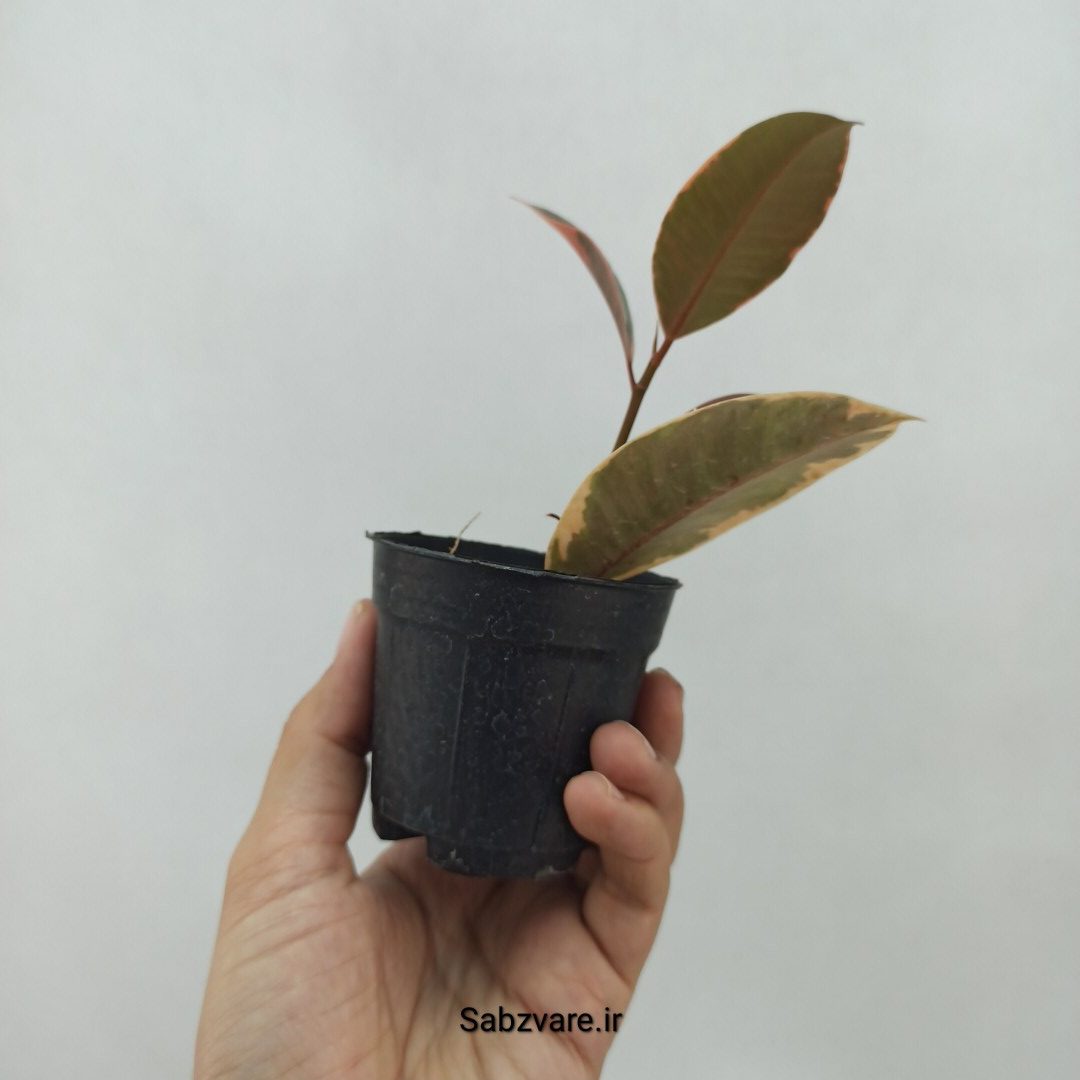 فیکوس شرابی (O23971) - Image 2