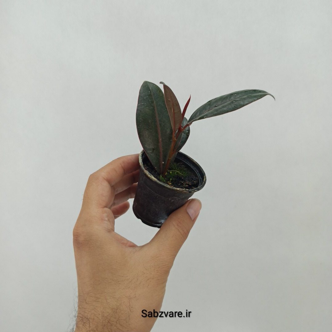 فیکوس سوپر بلک (O23970) - Image 2