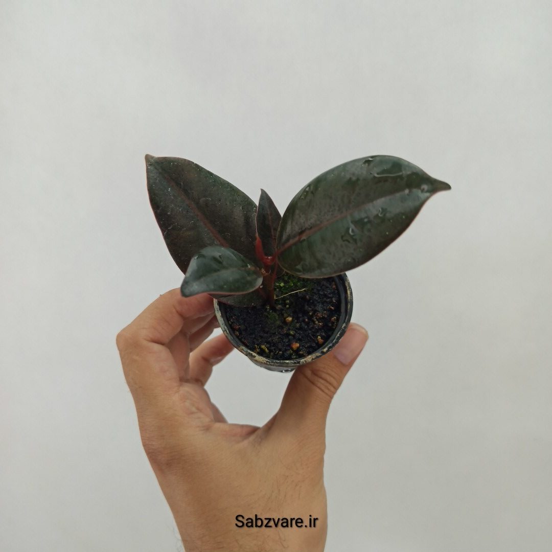 فیکوس سوپر بلک (O23970)